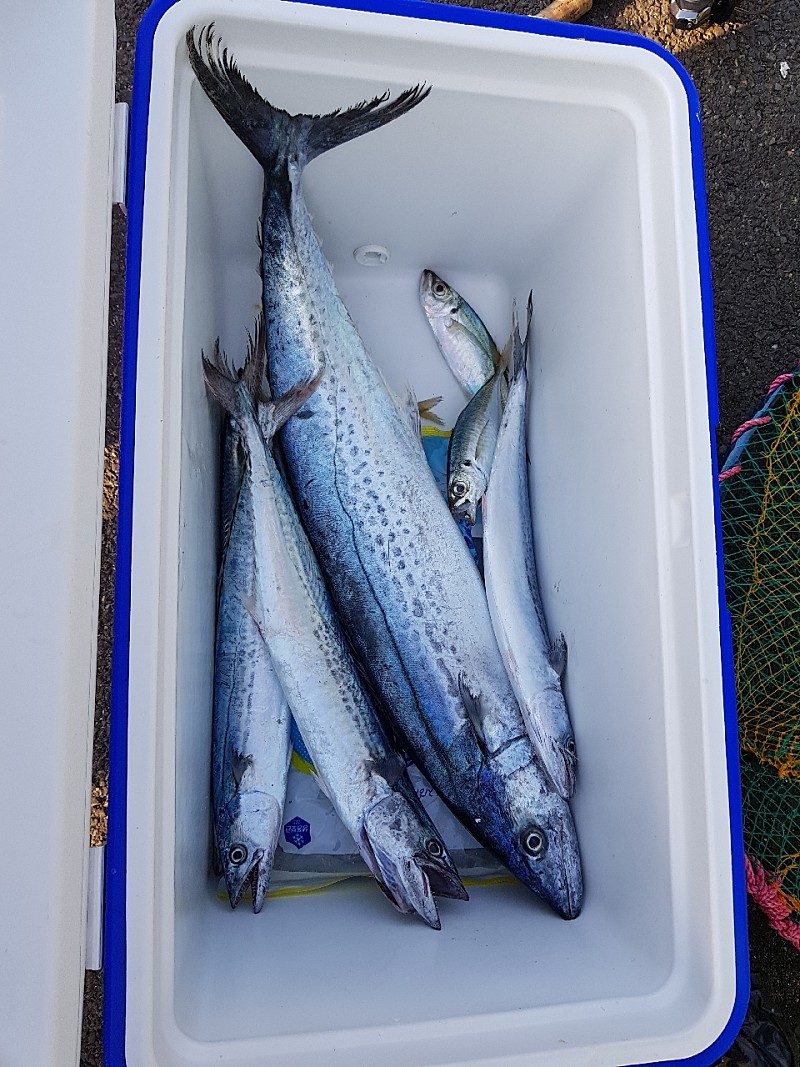 2250 벨리홀가먼트 V넥가오리 그레이/민트/베이